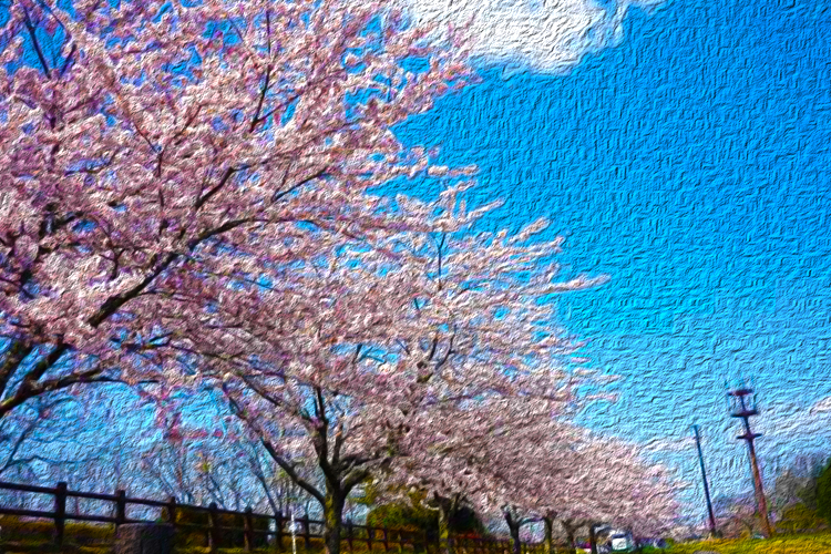 名取十三塚公園の桜