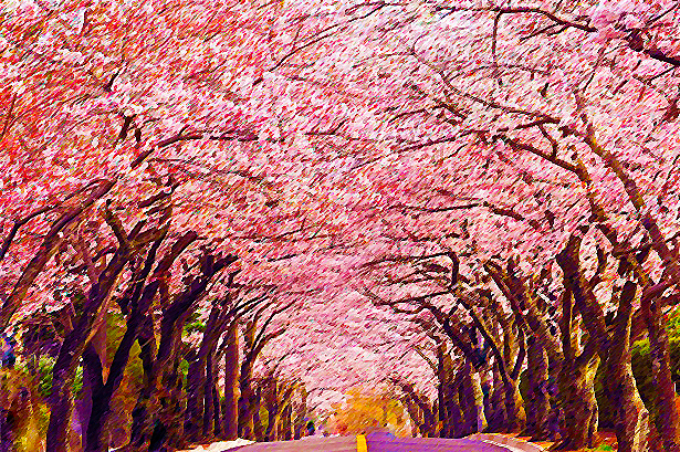 宇都宮日光桜並木街道の画像