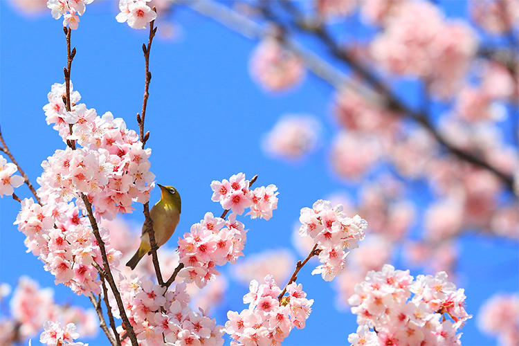 川越のお花見デートのイメージ画像