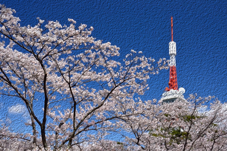 八幡山公園の桜